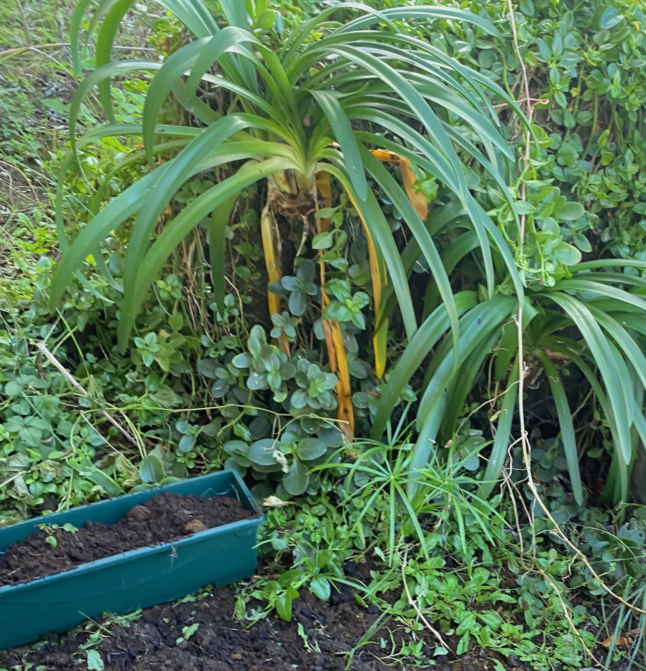 Image d'illustration pour : «Jardin potager, verger : Gouter partage » Image d'illustration pour : «Jardin potager, verger : Gouter partage »