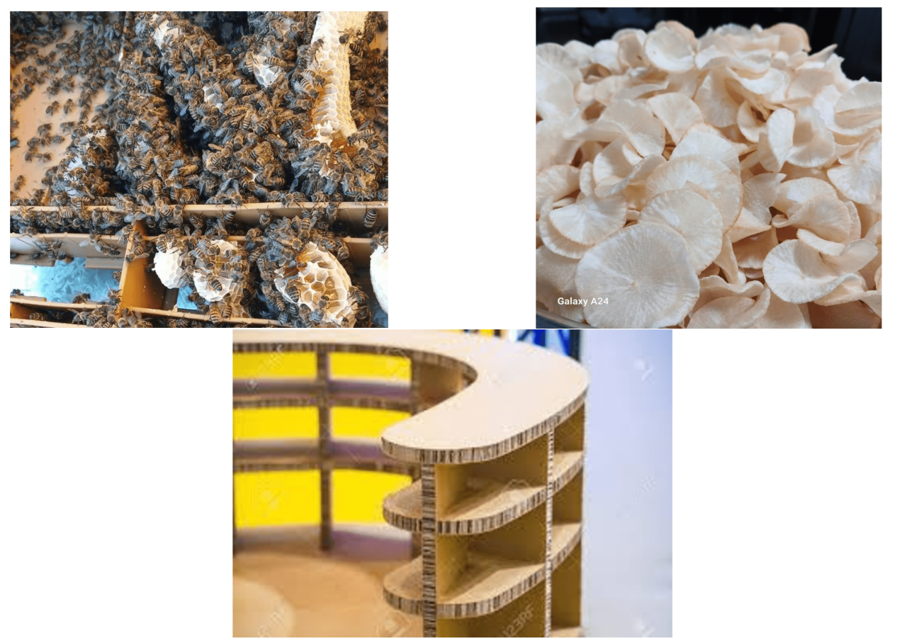 Image d'illustration pour : Savoirs et Saveurs : Apiculture, écoconception et gastronomie locale