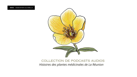 Image d'illustration pour : Création d'une collection de podcasts audios 'Les histoires sur les plantes médicinales de la Réunion'