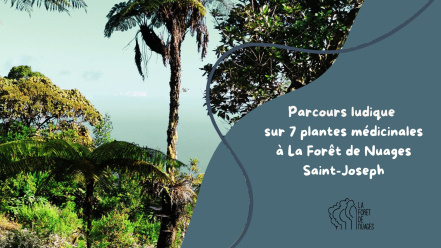 Image d'illustration pour : Parcours d'orientation ludique sur les plantes médicinales de la Foret de Nuages